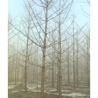 22公分銀杏樹4000元?dú)g迎咨詢、洽談業(yè)務(wù)