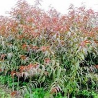 山西紅葉碧桃，紅葉碧桃樹