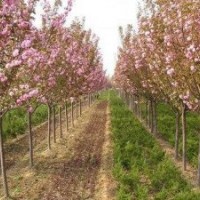低價(jià)供應(yīng)3-5公分優(yōu)質(zhì)櫻花