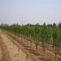 供應(yīng)海棠，碧桃等綠化苗木