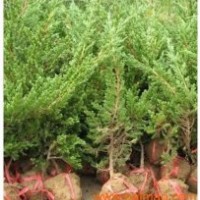 鋪地柏銷售 鋪地柏批發(fā) 鋪地柏基地