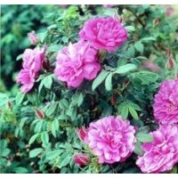 長(zhǎng)期供應(yīng) 四季玫瑰