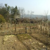 供應(yīng)成年三角楓，銀杏，杜仲