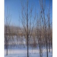 出售：花楸6--8公分，哈市貨源!