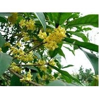 供應(yīng)羅漢松、天竺桂、四季桂、竹柏