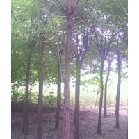 專營(yíng)國(guó)槐、8公分國(guó)槐 10公分國(guó)槐 國(guó)槐苗