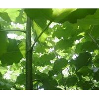 便宜出售107速生楊樹苗