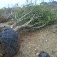 湖北全冠樸樹|移栽樸樹|骨架樸樹供應