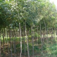 【精品推薦】供應(yīng)5-12cm白蠟樹(shù)，原枝原貌、平頭的都有。