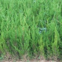 供應(yīng)小龍柏，小龍柏價(jià)格，小龍柏基地