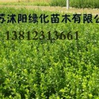 黃楊，雪松，側(cè)柏，紅葉碧桃