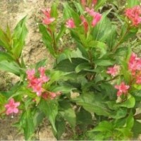 供應(yīng)紅王子錦帶，紅王子錦帶價(jià)格，紅王子錦帶基地