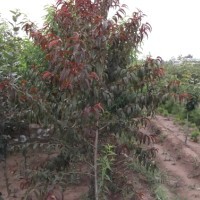 地徑5公分冠幅1.5米的紅葉碧桃專供