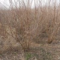 供應(yīng)叢生紫薇