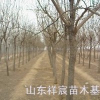 3-8公分國槐苗出售，山東國槐便宜出售