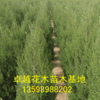 供應(yīng)：國(guó)槐、欒樹(shù)、合歡、青桐、白臘、大葉女貞、垂柳