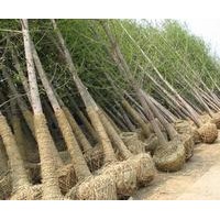 邳州綠地大量供應(yīng)銀杏樹(shù).看樹(shù)挖樹(shù).包辦手續(xù).