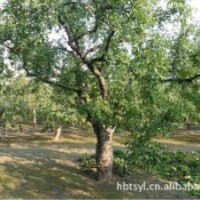棗樹 榆樹