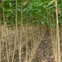 速生楊價格2013楊樹苗行情