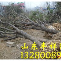 5公分國(guó)槐價(jià)格