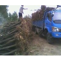 長(zhǎng)期出售棗樹(shù)苗、白蠟、臭椿