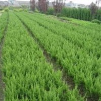 今年苗木便宜了龍柏.鋪地柏.北京檜.蜀檜.側(cè)柏.沙地柏