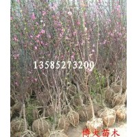 榆葉梅、珍珠梅、貼梗海棠、垂絲海棠、西府海棠、花（果）石榴