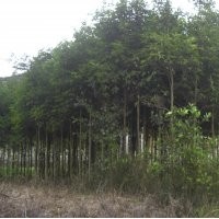 大量提供天竺桂 各類桂花 羅漢松