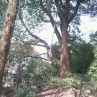 供應(yīng)湖北野生大規(guī)格香樟樹(shù)