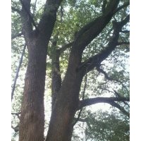 湖北香樟，供應(yīng)野生大規(guī)格樟樹(shù)