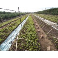 平歐大榛子小苗