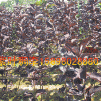 紫葉稠李小苗，紫葉稠李70-120CM