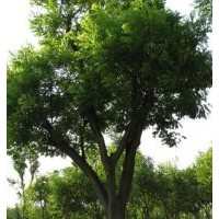 山東濟(jì)南有國(guó)槐
