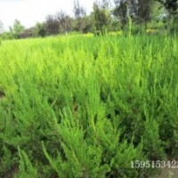 批發(fā)蜀檜 30-40-50蜀檜大量批發(fā)