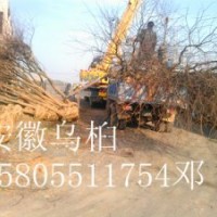 專供3-10公分全冠烏桕，截桿烏桕，安徽烏桕價格