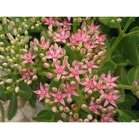 供應(yīng)的八寶景天