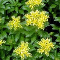 德國(guó)景天種植基地