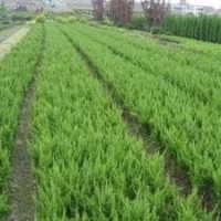 優(yōu)質(zhì)產(chǎn)地龍柏價(jià)格，江蘇龍柏價(jià)格低8