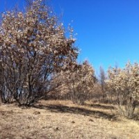 供應：云杉，樟子松、油松、白樺、五角楓、蒙古櫟、沙棘、山杏