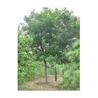 供應(yīng)6-12公分刺槐3-5公分毛白楊5-10公分山楂樹(shù)