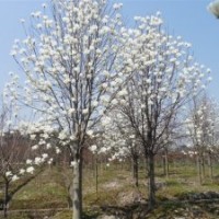 供應(yīng)河南二喬玉蘭