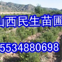 兩年生白皮松小苗價格 營養(yǎng)杯白皮松