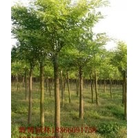 西北國槐樹國槐價格8公分裸根定桿