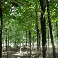 鄢陵低價(jià)出售4—15公分白蠟