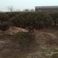 供應冬青球 高2米冠200