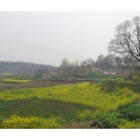 湖北烏桕樹|湖北木子樹|隨州木子樹