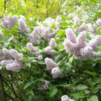 供應(yīng) 丁香花 金銀木 平枝荀子