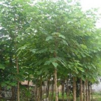 大量供應(yīng)優(yōu)質(zhì)惠民白蠟