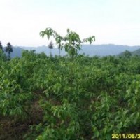 臭黃荊（神豆腐樹(shù)）