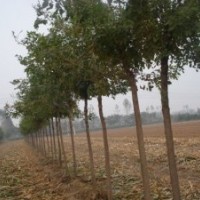 大量供應白蠟，柳樹，國槐